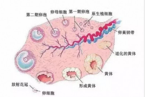 为什么做试管婴儿总是为什么取到空卵泡？