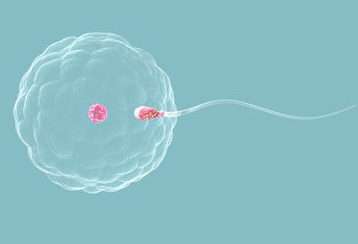 卵子质量对美国试管婴儿胚胎质量的影响以及处理方式