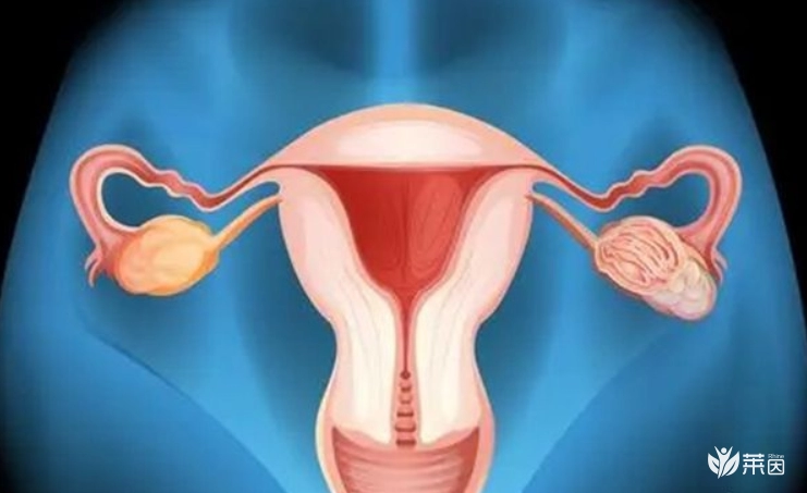 数值越低越难怀孕！育龄女性必知的amh与卵巢功能真相