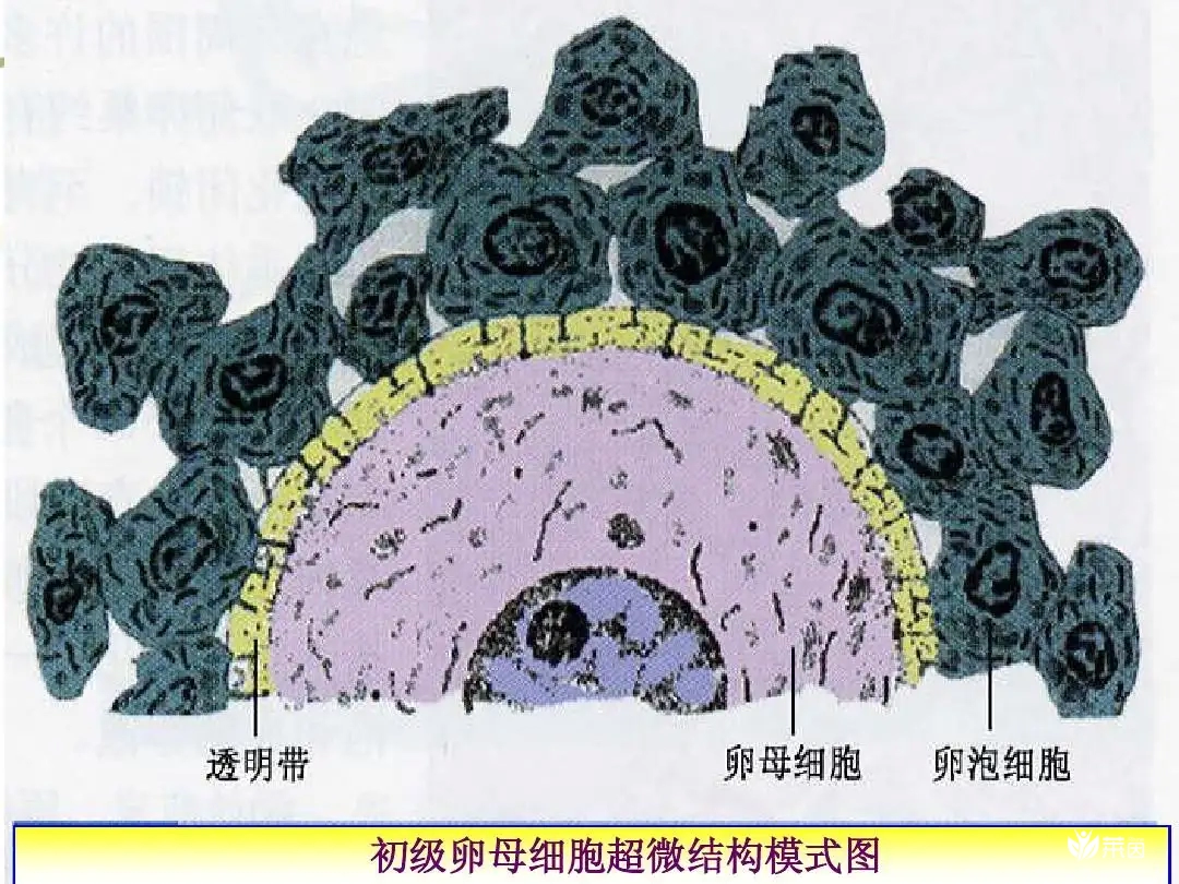 人们通常说的透明带是什么？