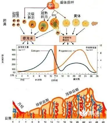 子宫内膜正常厚度