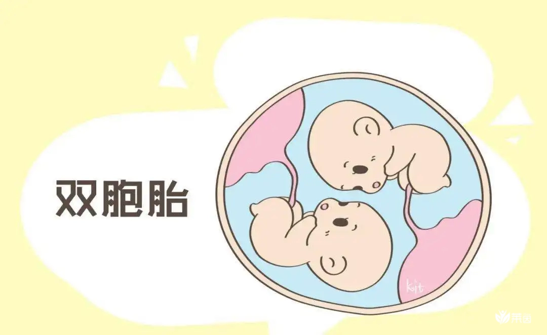 试管婴儿生双胞胎的风险和卵泡条件