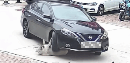 128斤狗被车碾压因太胖毫发无损：医生建议减肥