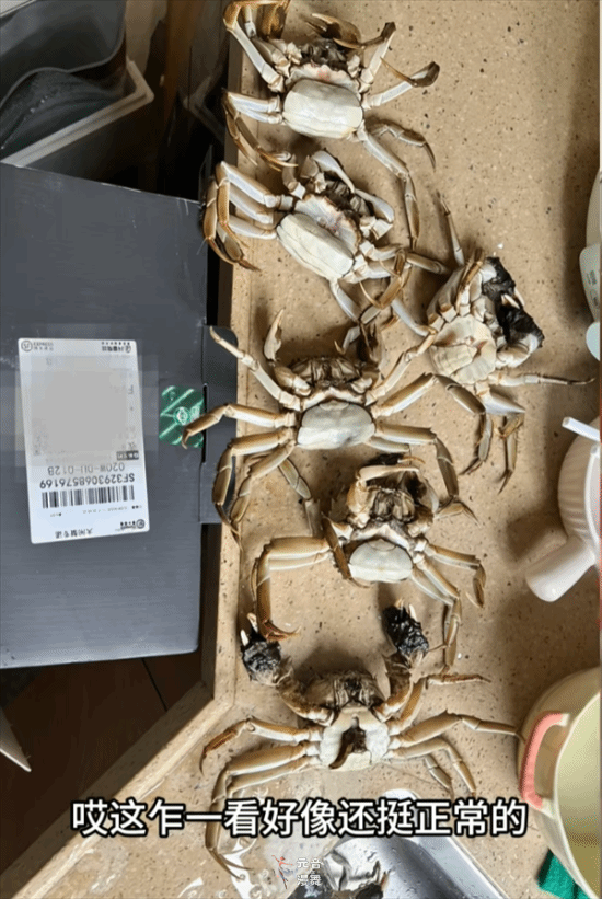 顾客AI合成死螃蟹要求退款：被拘8日 195元全额追回