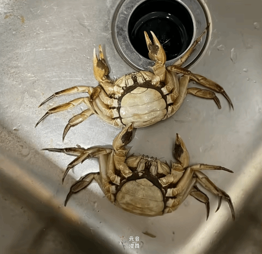 顾客AI合成死螃蟹要求退款：被拘8日 195元全额追回