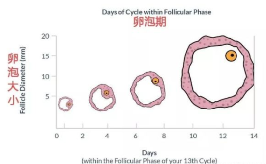 试管婴儿周期常用的促卵泡发育方案